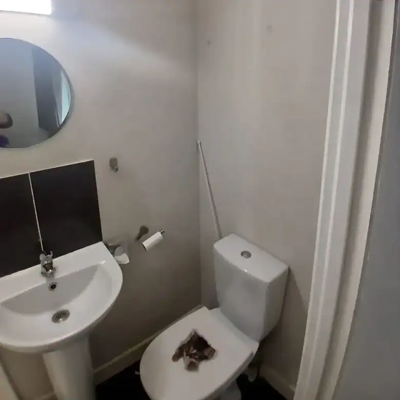 Small bathroom with toilet, sink, mirror, and a cat on the toilet seat.